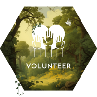 3. volunteer